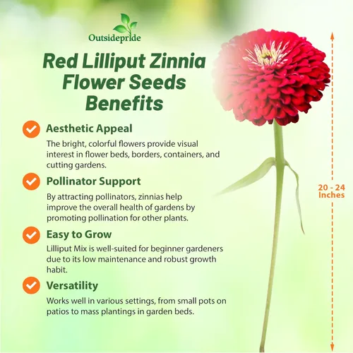 Vista 3 de Outsidepride - Zinnia Elegans, 1000 semillas anuales, Lilliput Red, flores para plantar, color rojo