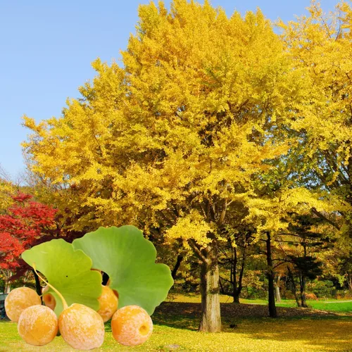 Juego de 2 árboles de ginkgo en maceta de cuarto de galón, plantas de árbol de ginkgo bien enraizadas, listas para crecer, árboles de ginkgo de 1 a
