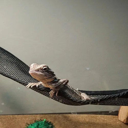 Vista 5 de Hamaca de lagarto dragón barbudo, 2 piezas, hamaca de reptil de malla transpirable, adecuada para iguanas, ánoles, geckos, serpientes, camaleón Negro
