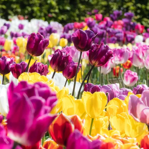 Vista 3 de Mezcla de tulipanes perennes, 20 bulbos de otoño grandes para plantar, varios