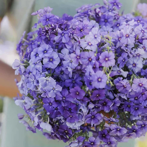 Vista 2 de Eden Brothers Semillas anuales Phlox - Beauty Blue