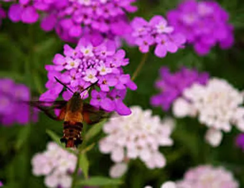 Candytuft, Tall Mix Seeds, 100 semillas, rosa hermoso, lavanda, flores blancas