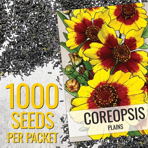 Vista 3 de Seed Needs, Coreopsis Plains Seeds - 1000 semillas tradicionales para plantar Coreopsis tinctoria - Flores silvestres anuales para atraer abejorros