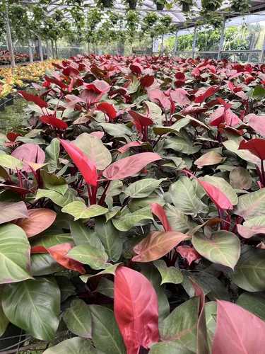 Vista 4 de Peter's 20-20-20. 2 libras. Fertilizante soluble en agua de uso general con micro nutrientes.