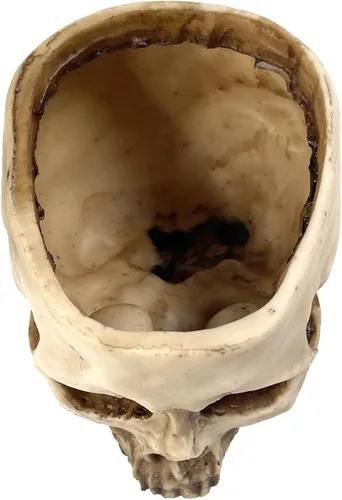 Vista 7 de RMM Decoración de Halloween Retro Humana Cabeza de Calavera Maceta Macetero Caja de Cama Contenedor Réplica Decoración de Bar Hogar, Transparente