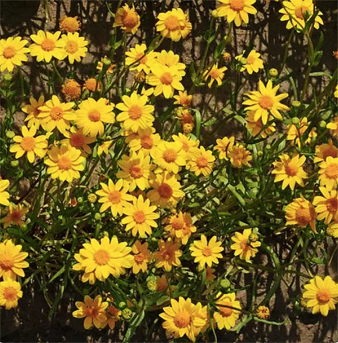 1200 Goldfields Seeds - Alfombra de flores silvestres amarillas de bajo crecimiento para suelos arenosos y arcillosos secos