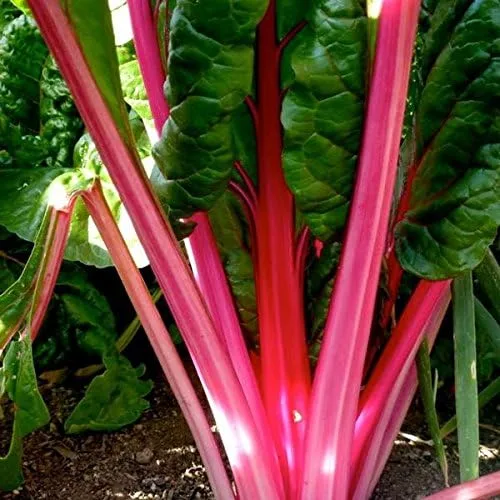 Palm Beach Medicinal Herbs - Semillas de acelga rosa flamenco - Paquete de 20 semillas