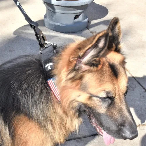 Vista 8 de Collar táctico para perro de 2 pulgadas de ancho, grueso, estilo militar resistente con hebilla de metal, ajustable para razas medianas y grandes