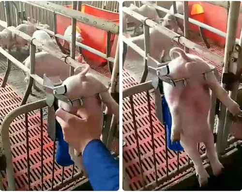 Vista 4 de Herramientas de castración de cerdos, herramientas de castración de cerdos de acero inoxidable, nuevo soporte para castración de lechones