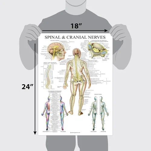 Vista 2 de Palace Learning Gráfico anatómico de nervios espinales - Póster de anatomía del sistema nervioso craneal y columna vertebral (con dermatomas)