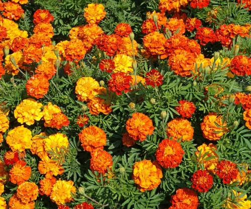 1500 semillas de mezcla de caléndula francesa chispeante, 0.26 oz de semillas no transgénicos, reliquia heredera de EE. UU., abeja polinizadora