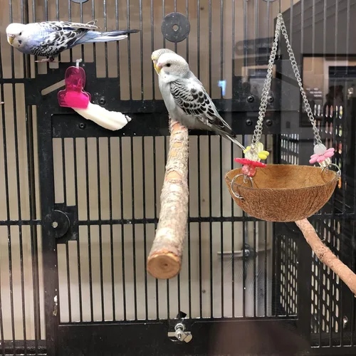 Vista 7 de POPETPOP Nido de pájaro de concha de coco natural – Nido mecedora colgante de pájaro caja nido de loro de coco jaula para pájaros de coco, cabaña