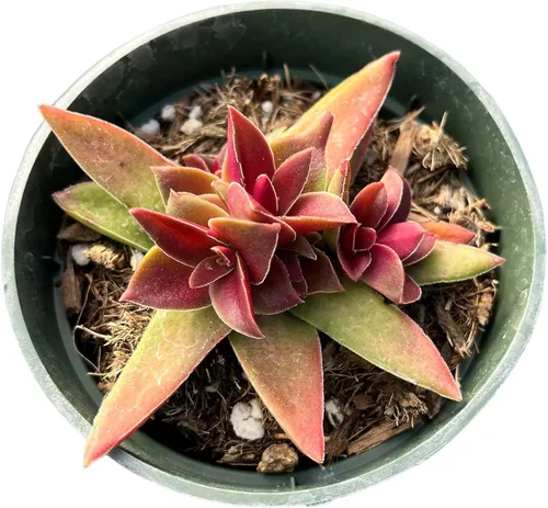 Vista 7 de Cactus vivo y plantas suculentas (maceta de 2 pulgadas Crassula Pubescens)