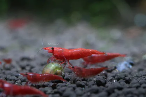 Vista 15 de Acuario vivo de agua dulce Camarones Neocaridina (terciopelo azul (paquete de 5))