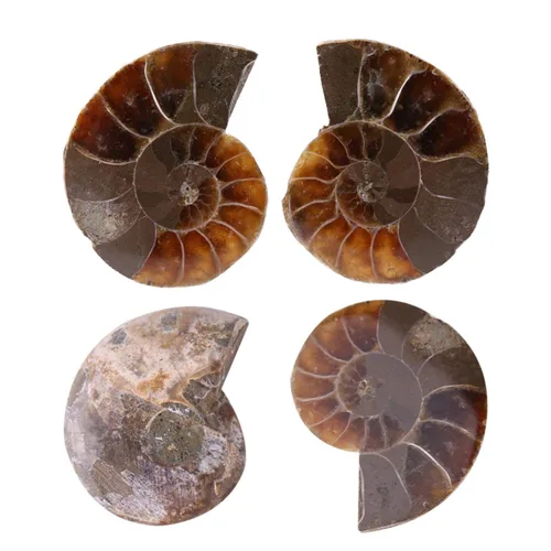 Vista 6 de 2 piezas de espécimen de amonita, piedras y minerales de Madagascar (diámetro 1.6 in)