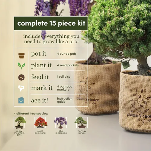 Vista 3 de Planters' Choice Equipo de bonsai para principiantes.Equipo completo para cultivar 4 bonsai desde la semilla, con guía completa y varilla de bambú