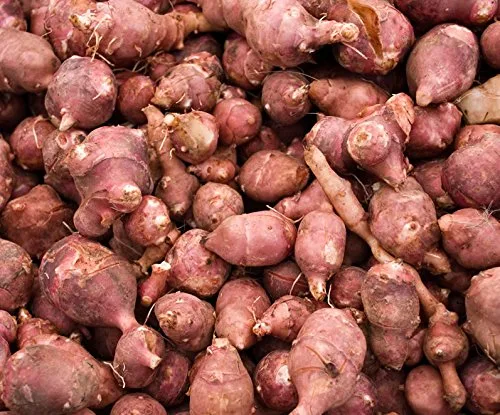 Cinco tubérculos rojos de alcachofa de Jerusalén (orgánico), variedad Fuseau rojo resistente, (estranguladores de sol o sunchoke) por Yumheart