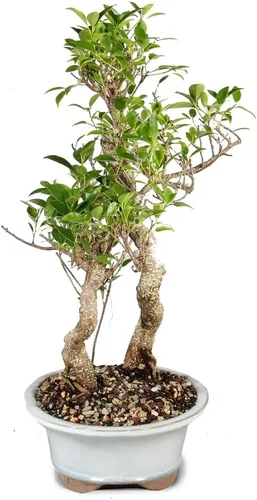 Vista 2 de Brussel's Bonsai - Árbol bonsái para interiores, M