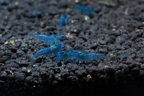 Vista 3 de Acuario vivo de agua dulce Camarones Neocaridina (terciopelo azul (paquete de 5))