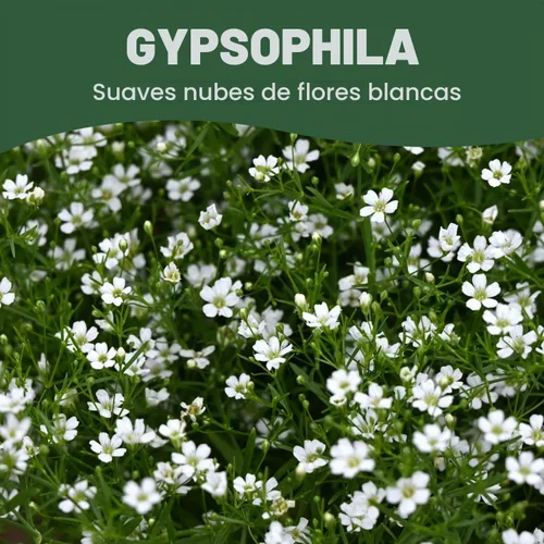 Vista 4 de Baby's Breath - 4,000 semillas para plantar - Temporada 2026 - Bolsa de 0.18 oz
