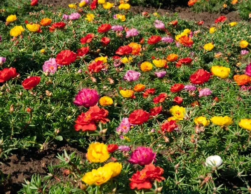 Vista 4 de Semillas Musgo Rosa Doble Mezcla Portulaca Flores Anuales