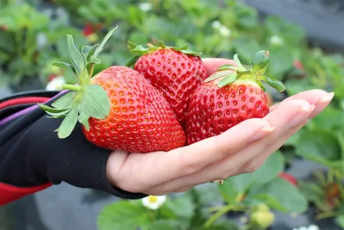 Semillas Fresca Gigante Fresca - Frutas Perennes para Plantar - Sin OGM