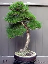 Vista 3 de Pino negro japonés - Bonsái Starter - Pinus thunbergii - Árbol de 3 años