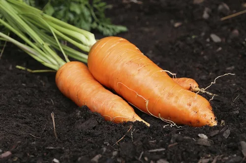Vista 6 de Semillas Zanahoria Gigante Rojo Heirloom Vegetal No OGM