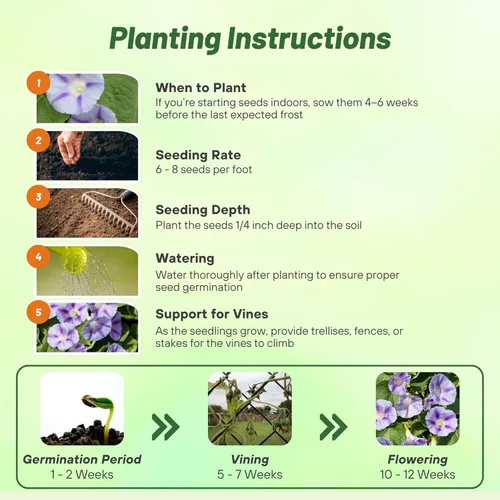 Vista 4 de Outsidepride 500 Semillas Anuales Ipomoea Purpurea Morning Glory Caprice Climbing Vine Flower Seeds para plantar