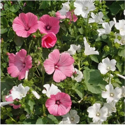 Vista 4 de Everwilde Farms - Semillas de flores silvestres de malva rosa de 1/4 libras - Gold Vault