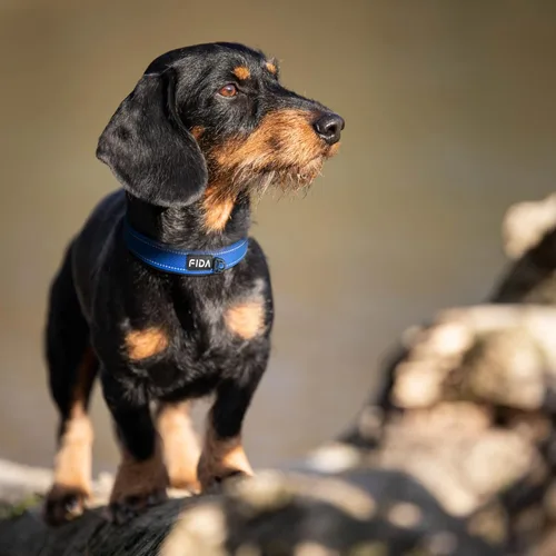 Vista 8 de Fida Juego de collar de perro de 14.5 a 19 pulgadas con correa de perro de 4 pies, juego de correa y collar resistentes para perros medianos
