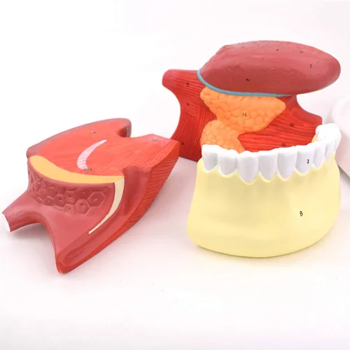 Vista 3 de Modelos ampliados de estructura de revestimiento de lengua 2.5X Lengua atada dientes modelo ampliado para enseñar, entrenamiento de medicina