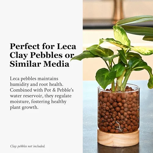 Vista 8 de Pot & Pebble - Maceta de vidrio C3 con base de madera - Maceta de vidrio interior con agujeros de control de nivel de agua - Cultiva plantas