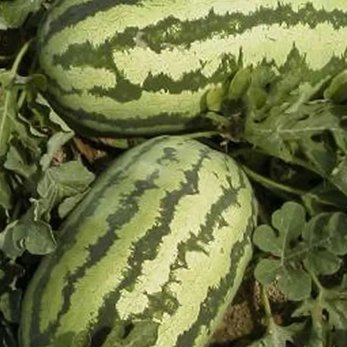 Vista 3 de Semillas de jardín de sandía, Jubilee, paquete de 0.11 oz, 40 semillas, sin OMG, semillas de melón de frutas y frutas